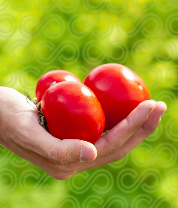 Close Up Hands Holding Bio Tomatoes