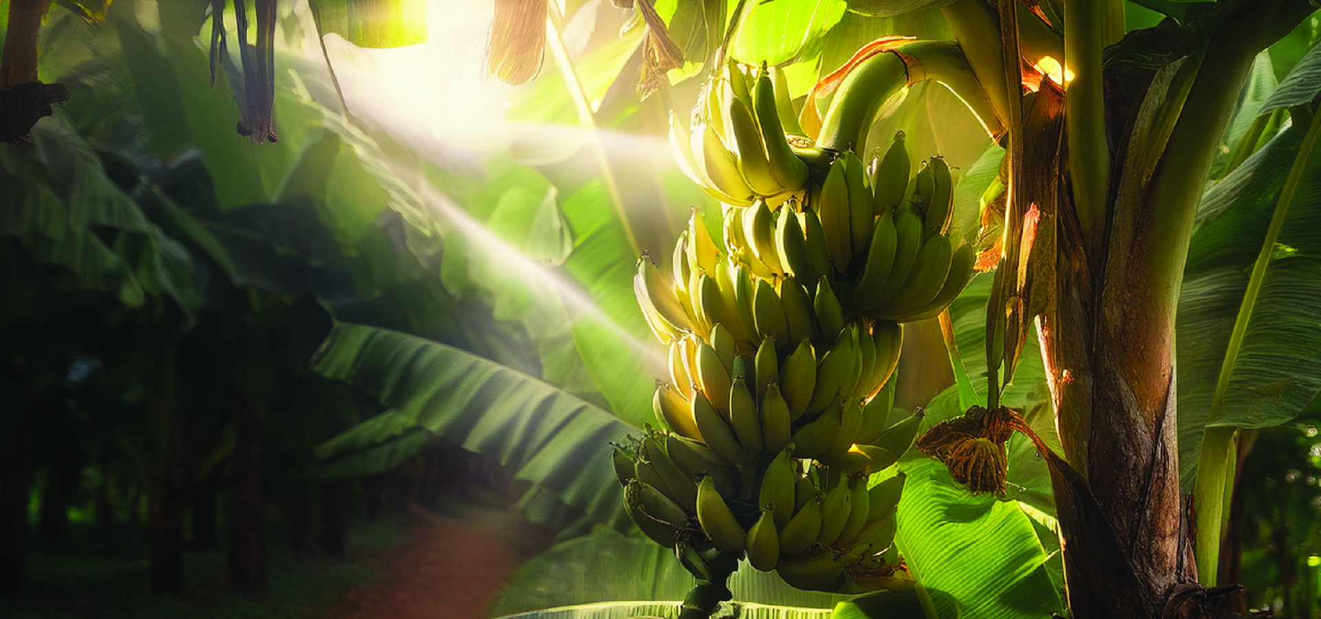 Infinifrutas Outubro A1