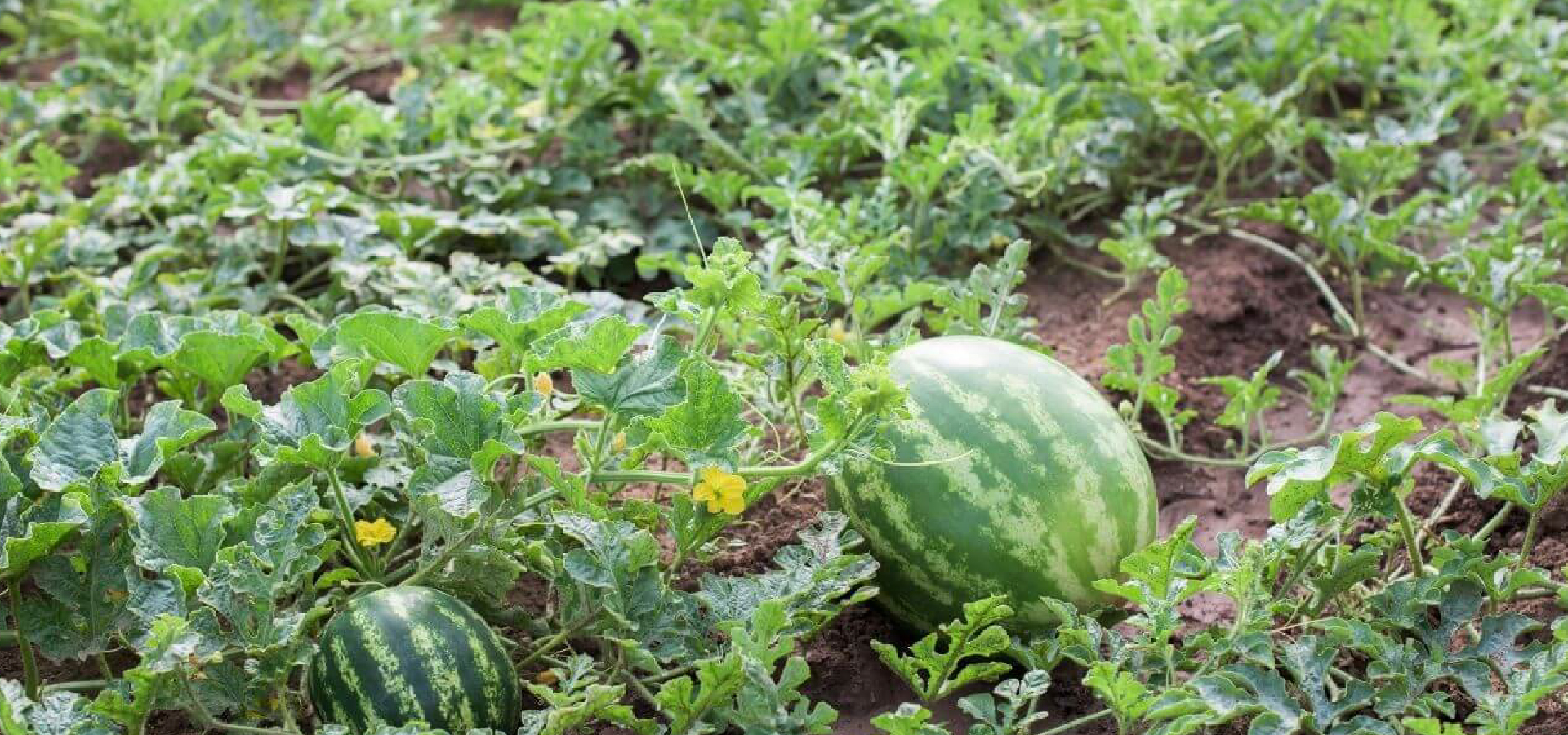 Infinifrutas Mai B1